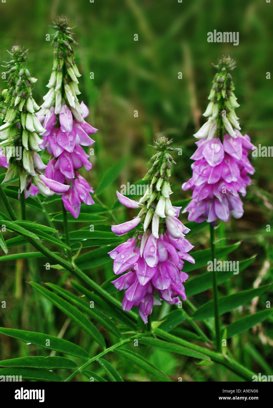 COMMON NAME tufted vetch LATIN NAME Vicia cracca Stock Photo - Alamy