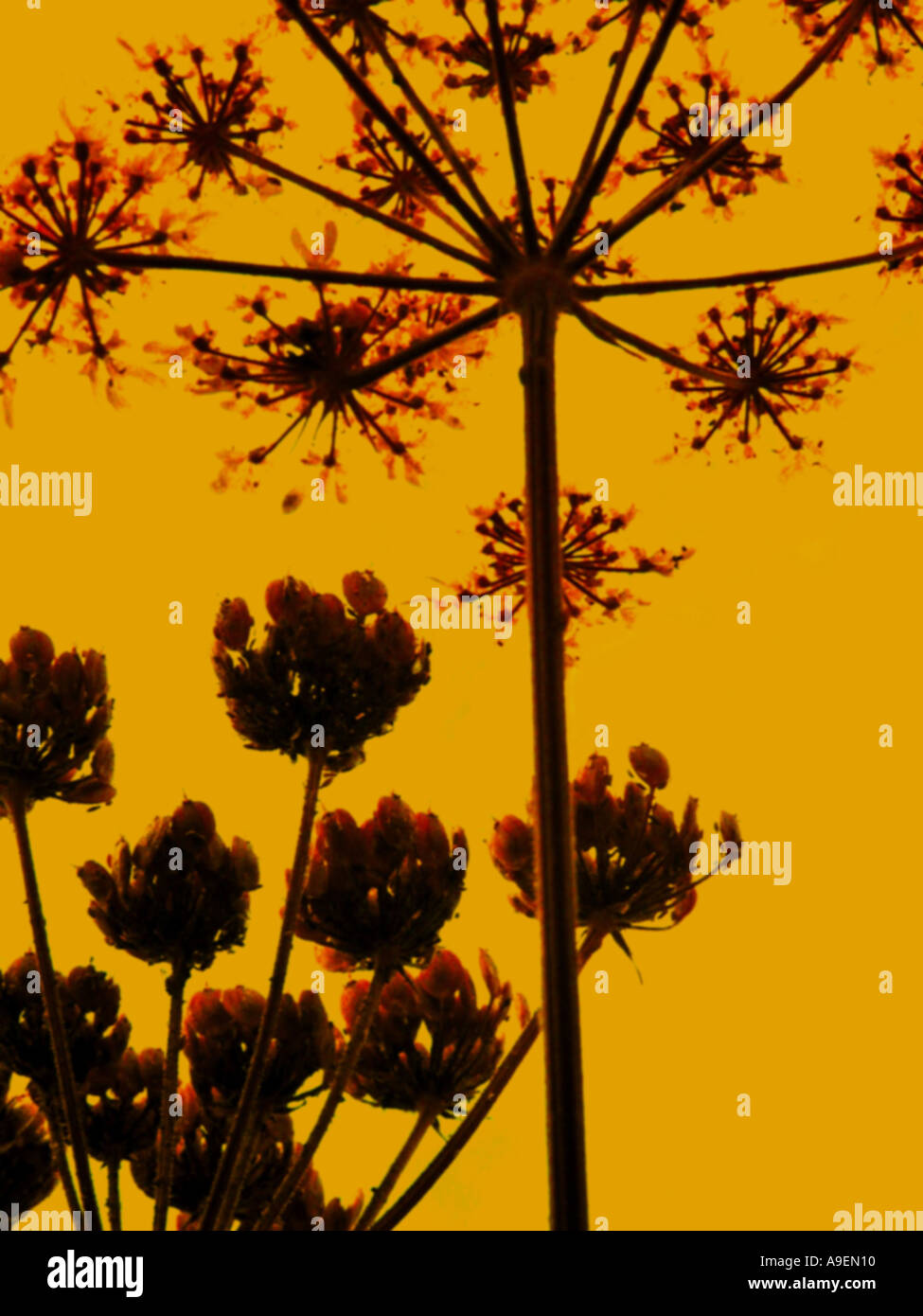 COMMON NAME Cow parsley LATIN NAME Anthriscus sylvesris Stock Photo - Alamy