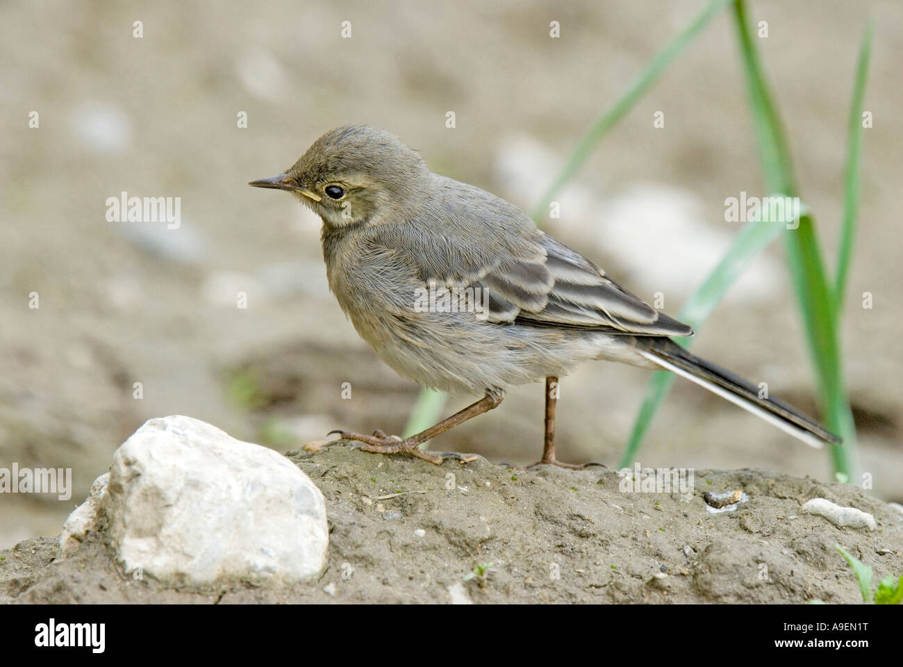 Pied Wagtail, Pied White Wagtail (Motacilla alba), young walking on sand Stock Photo