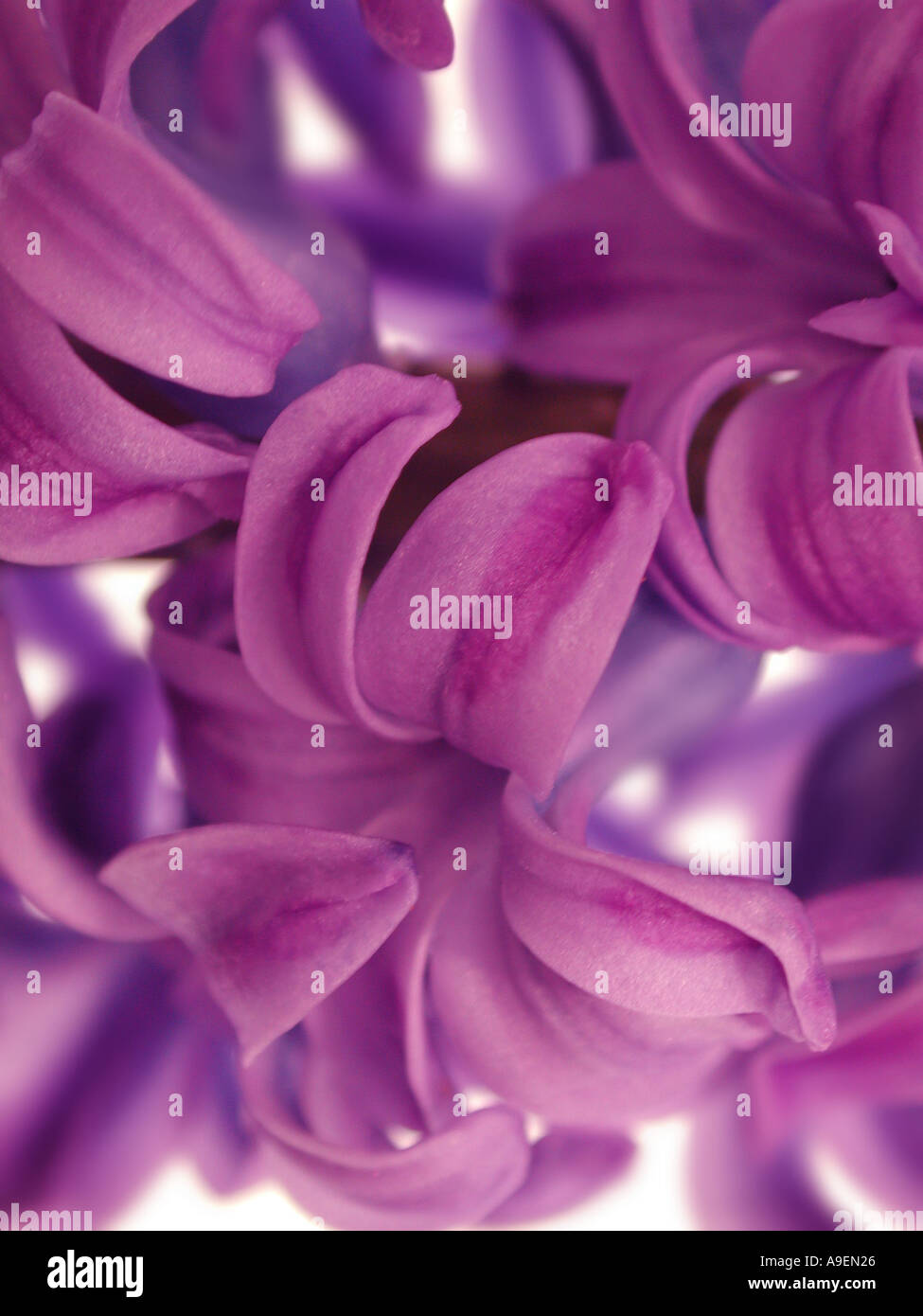 COMMON NAME Hyacinth LATIN NAME Hyacinth Stock Photo Alamy