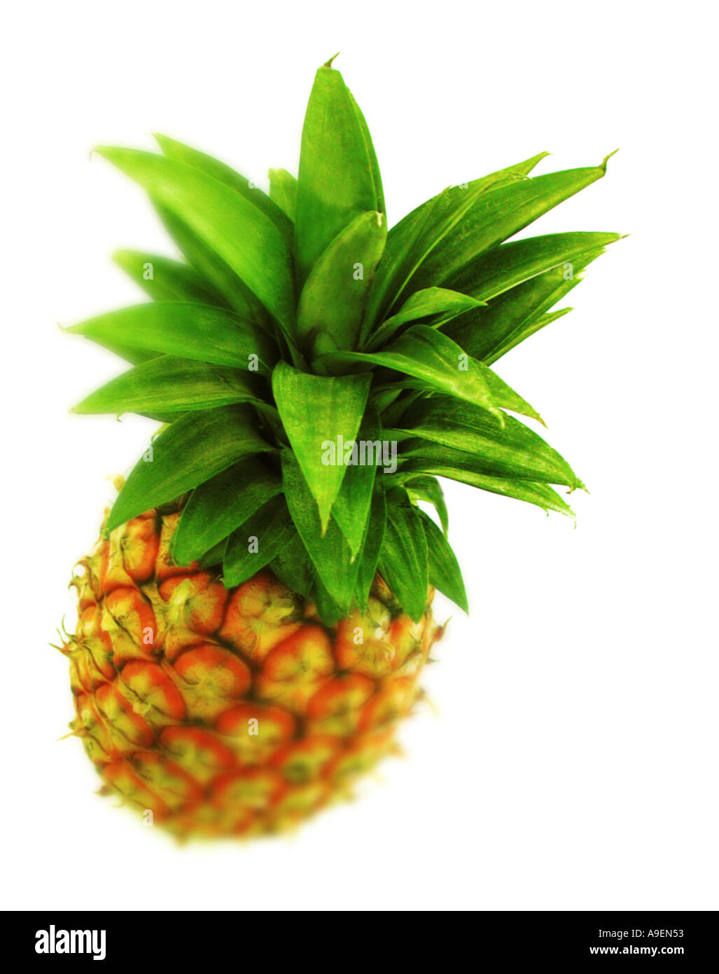 COMMON NAME Pineapple LATIN NAME Ananas comosus Stock Photo Alamy