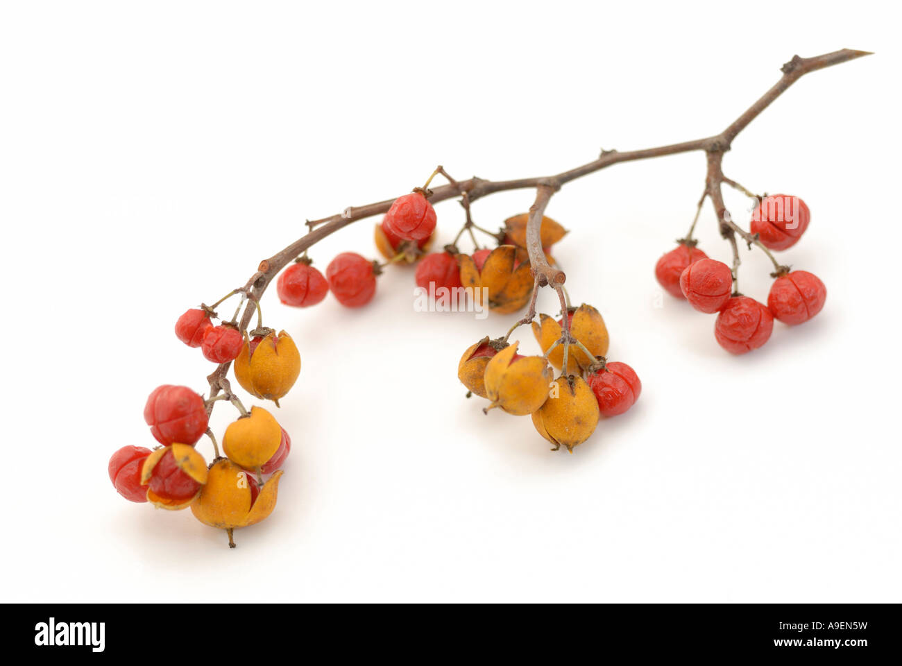Staff Vine, Bittersweet (Celastrus sp), twig with berries, studio picture Stock Photo