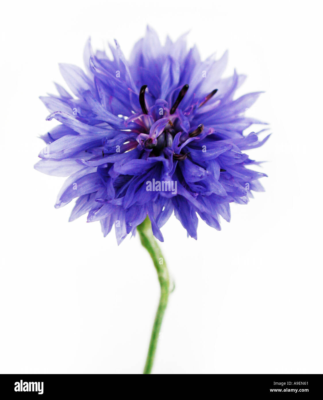 COMMON NAME Cornflower LATIN NAME Centaurea cyanus Stock Photo Alamy