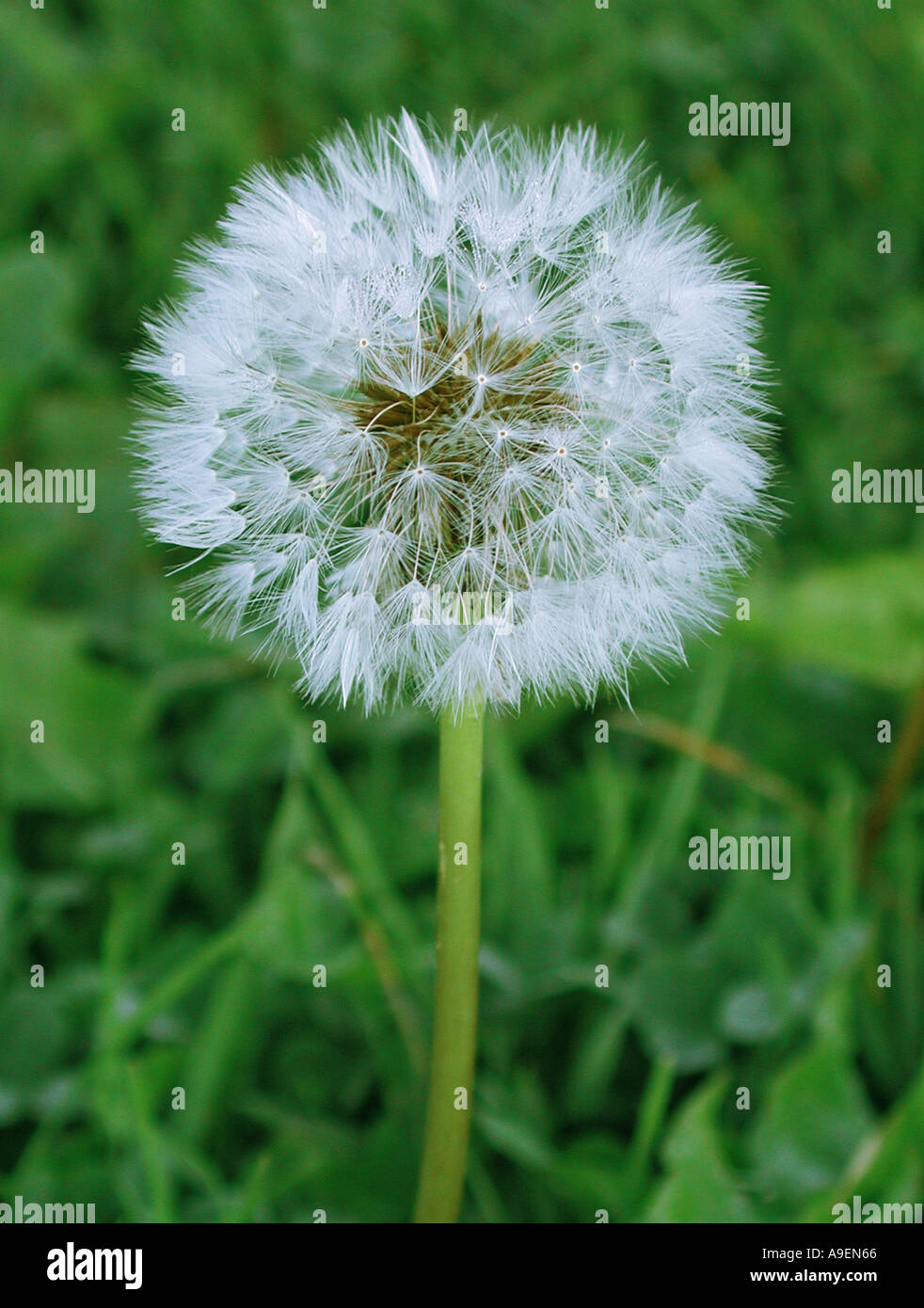 COMMON NAME Dandelion clock LATIN NAME Taraxacum officinale Stock Photo