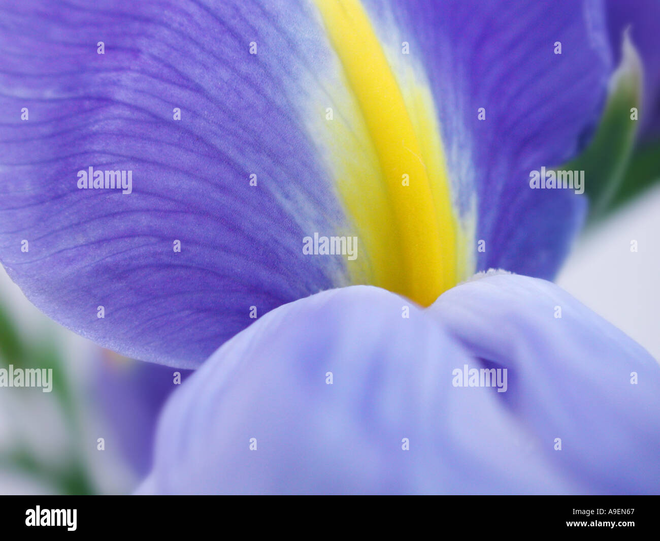 Ridaceae hires stock photography and images Alamy