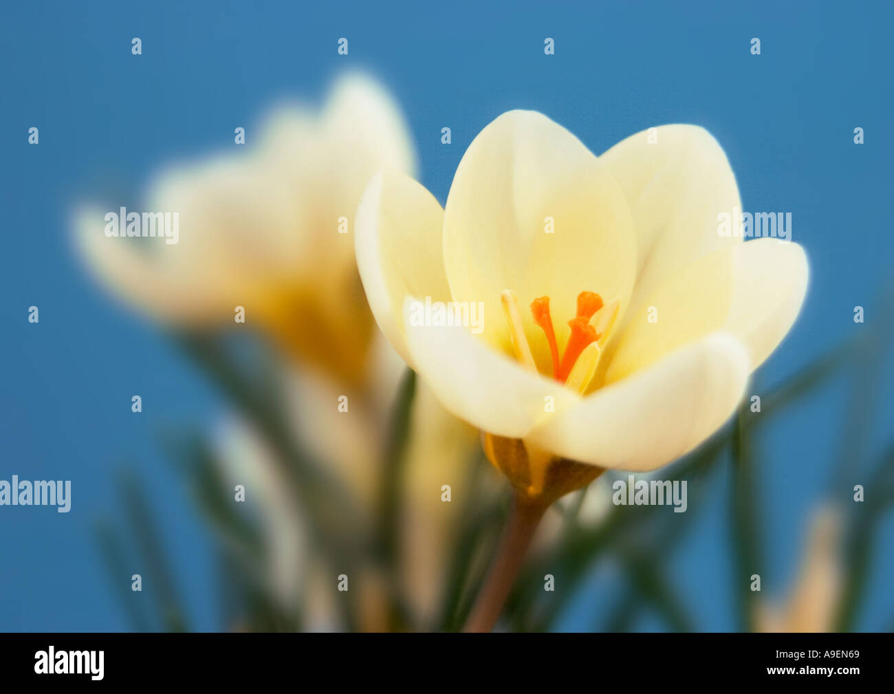COMMON NAME Crocus LATIN NAME Crocus Stock Photo - Alamy