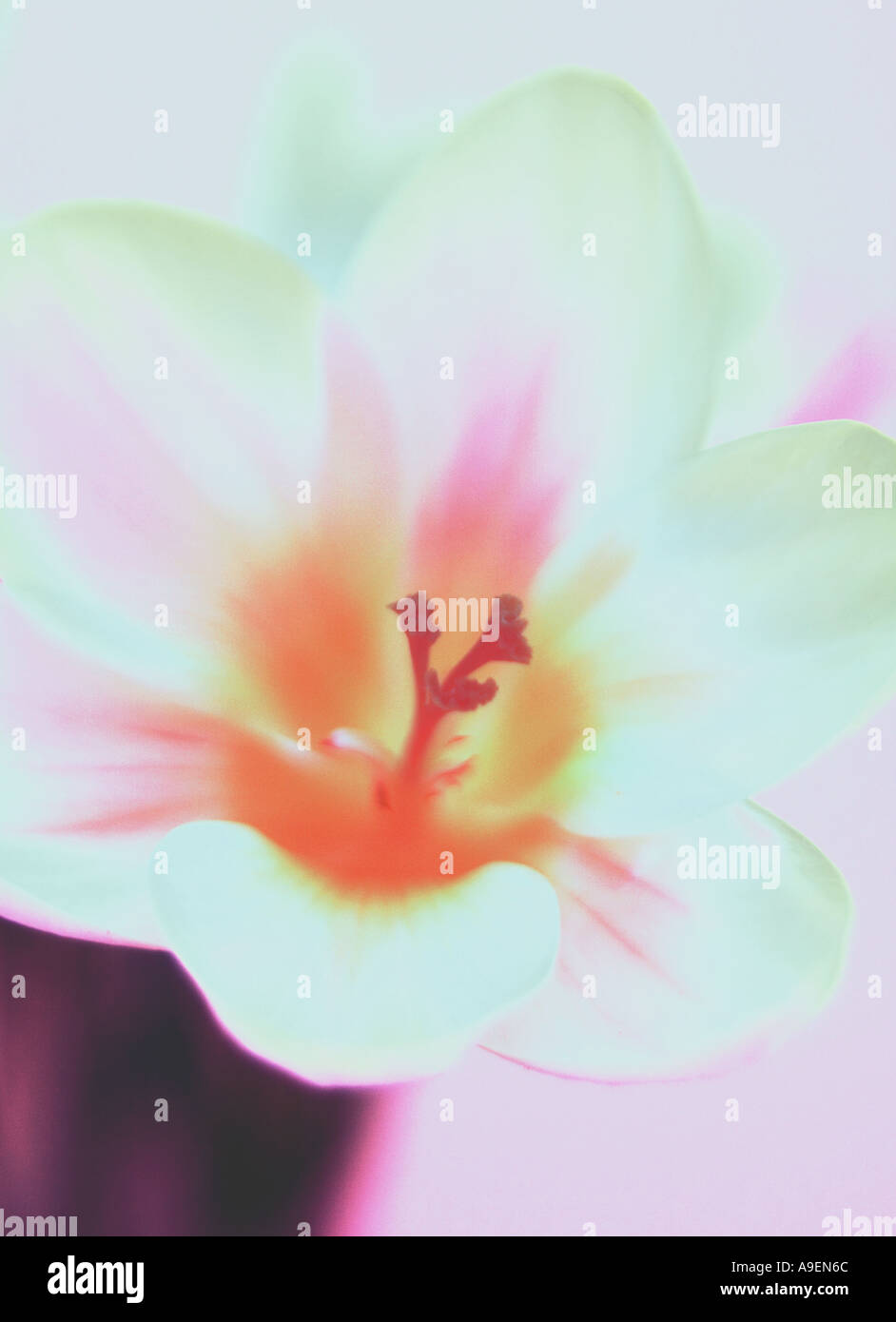 COMMON NAME Crocus LATIN NAME Crocus Stock Photo - Alamy