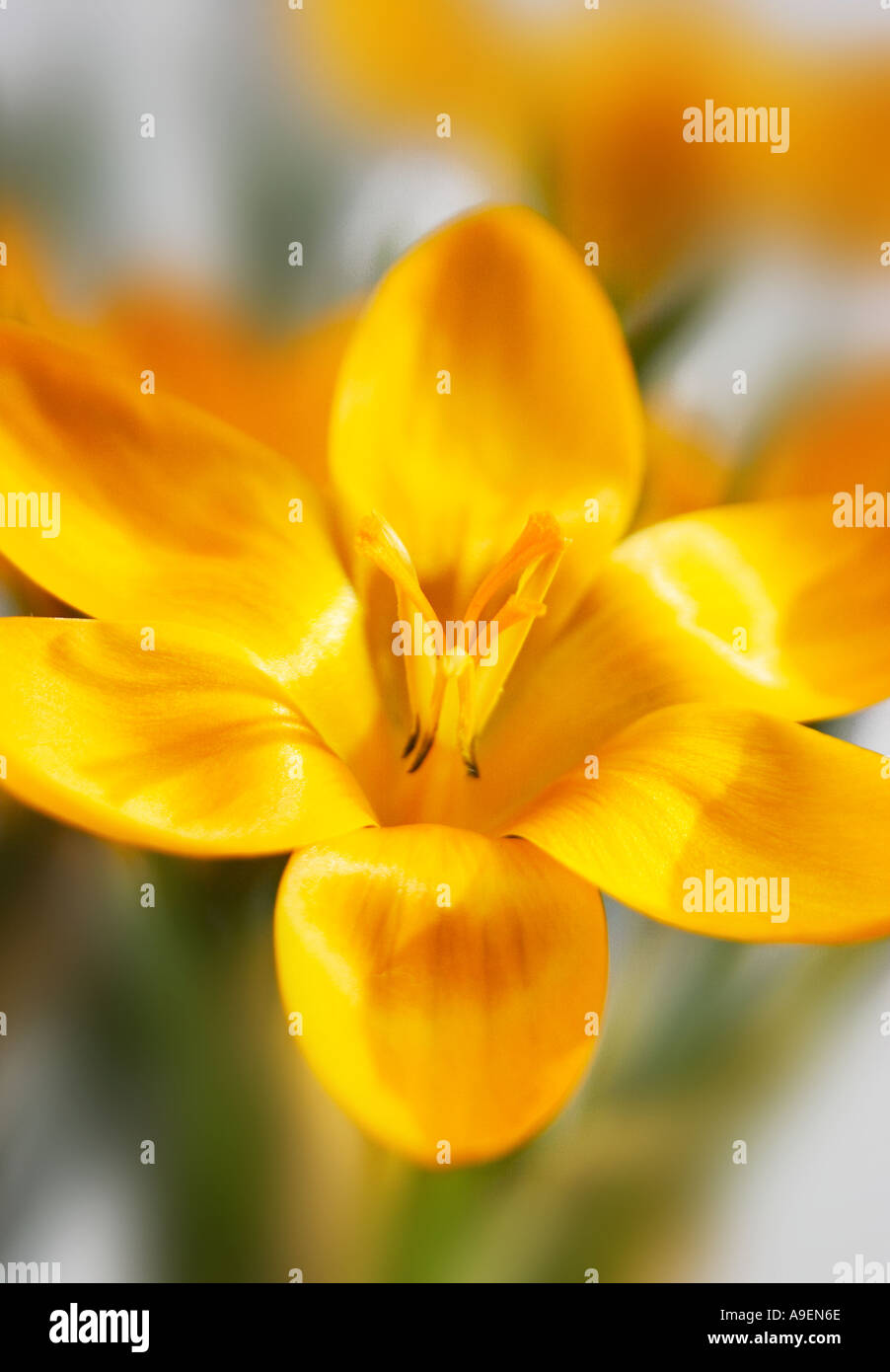 COMMON NAME Crocus LATIN NAME Crocus Stock Photo - Alamy