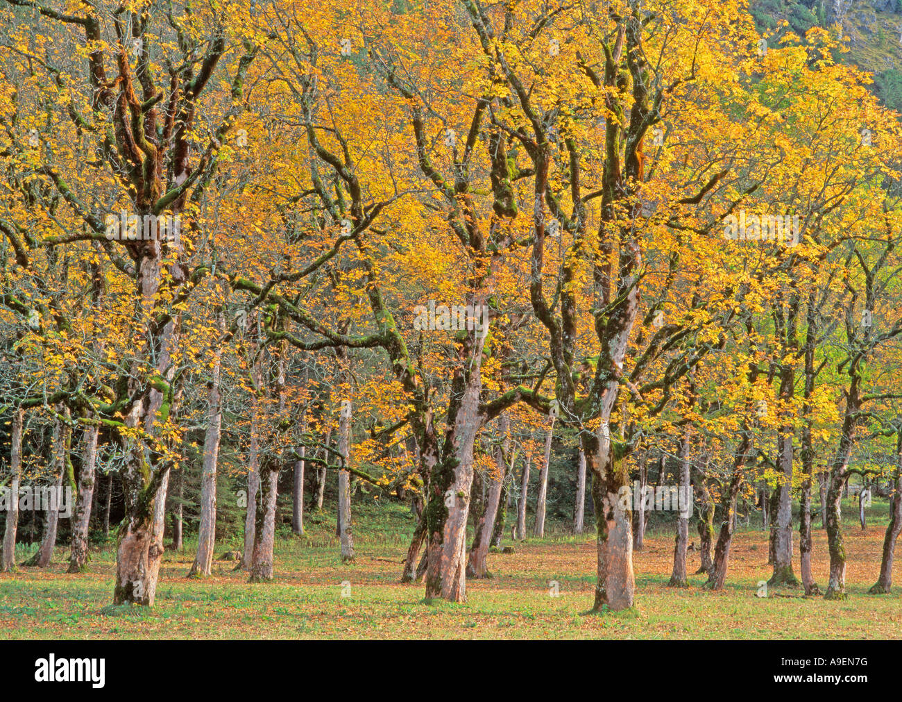 Sycamore, Maple (Acer pseudoplatanus) in autumn colours at the Great Ahornboden in the Karwendel Mountains, Tyrol Stock Photo