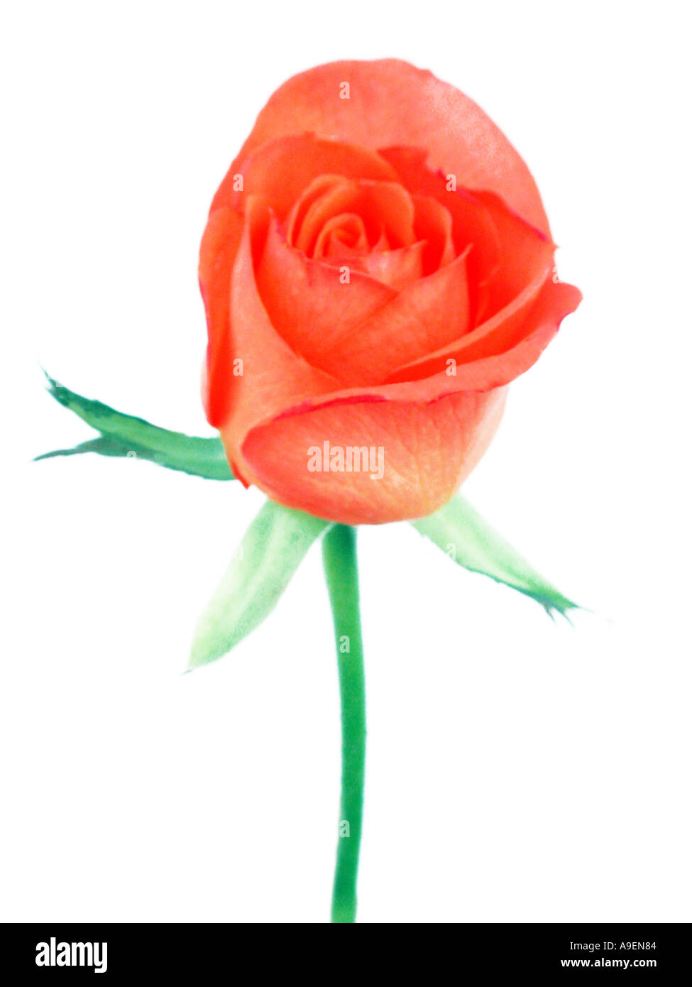 Rose latin name hi-res stock photography and images - Alamy