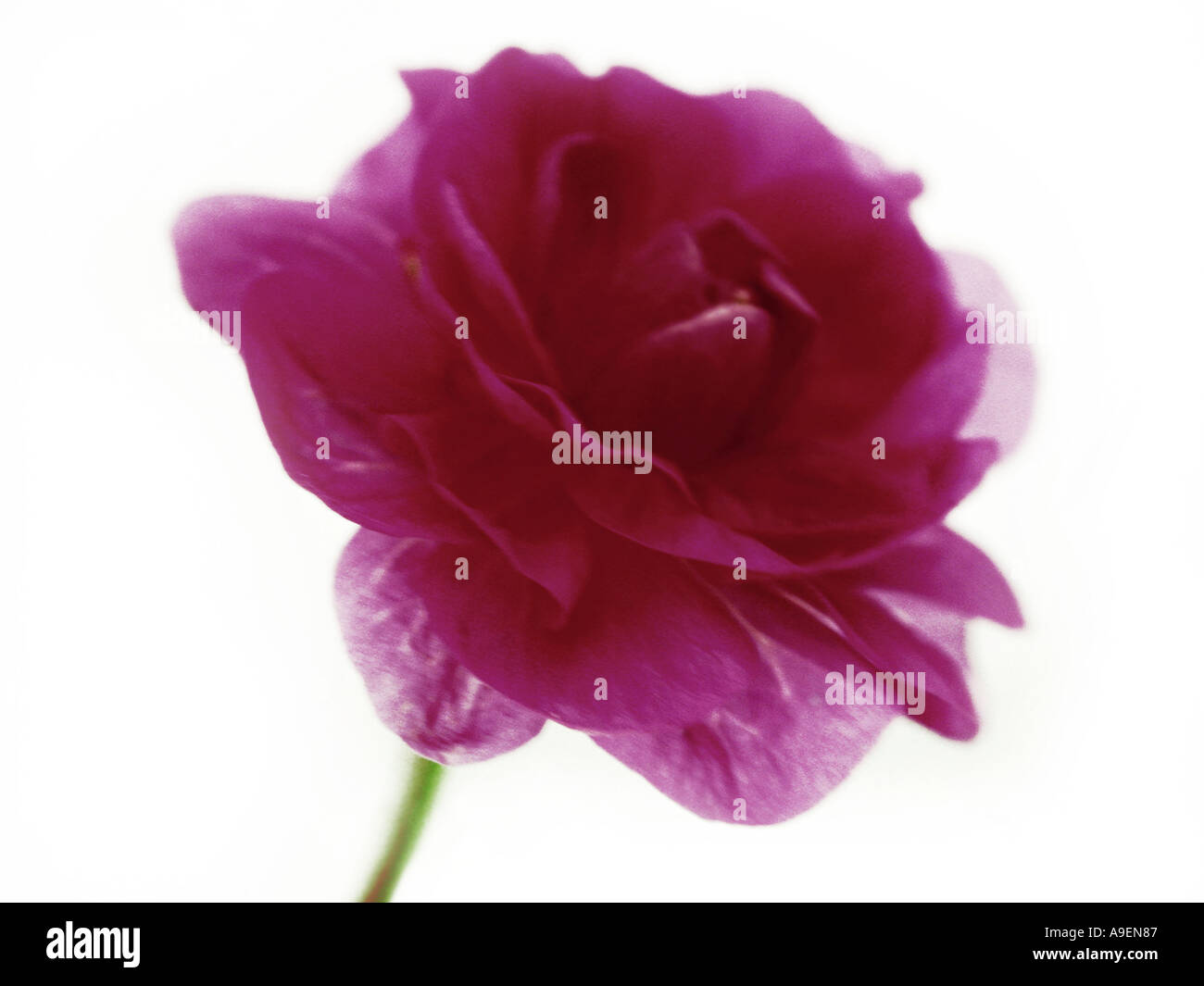 COMMON NAME Rose LATIN NAME Rosa Stock Photo Alamy