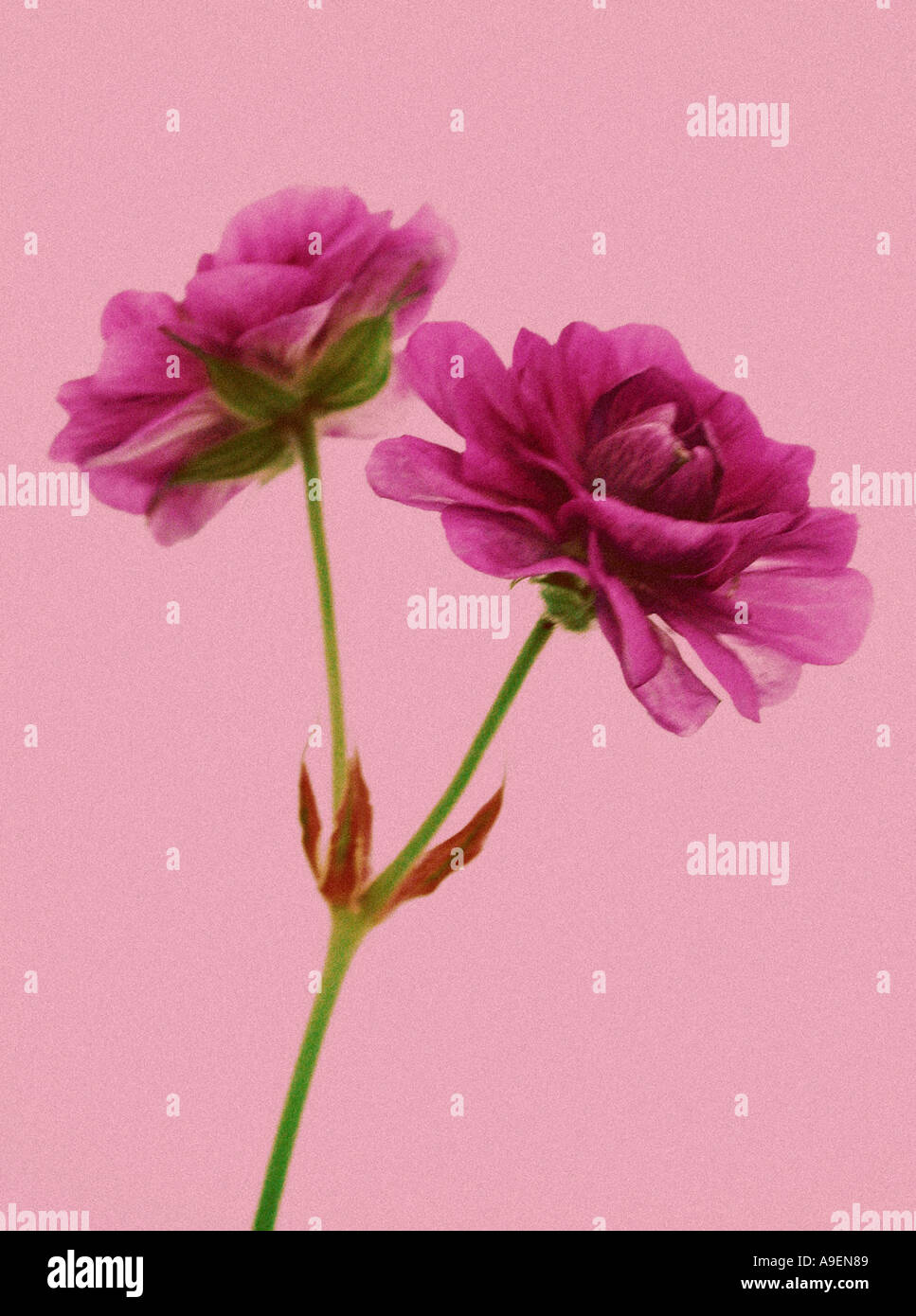 COMMON NAME Rose LATIN NAME Rosa Stock Photo Alamy