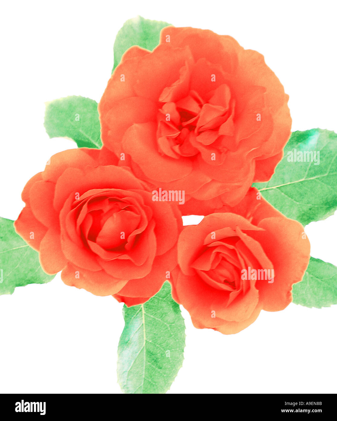 COMMON NAME Rose LATIN NAME Rosa Stock Photo Alamy