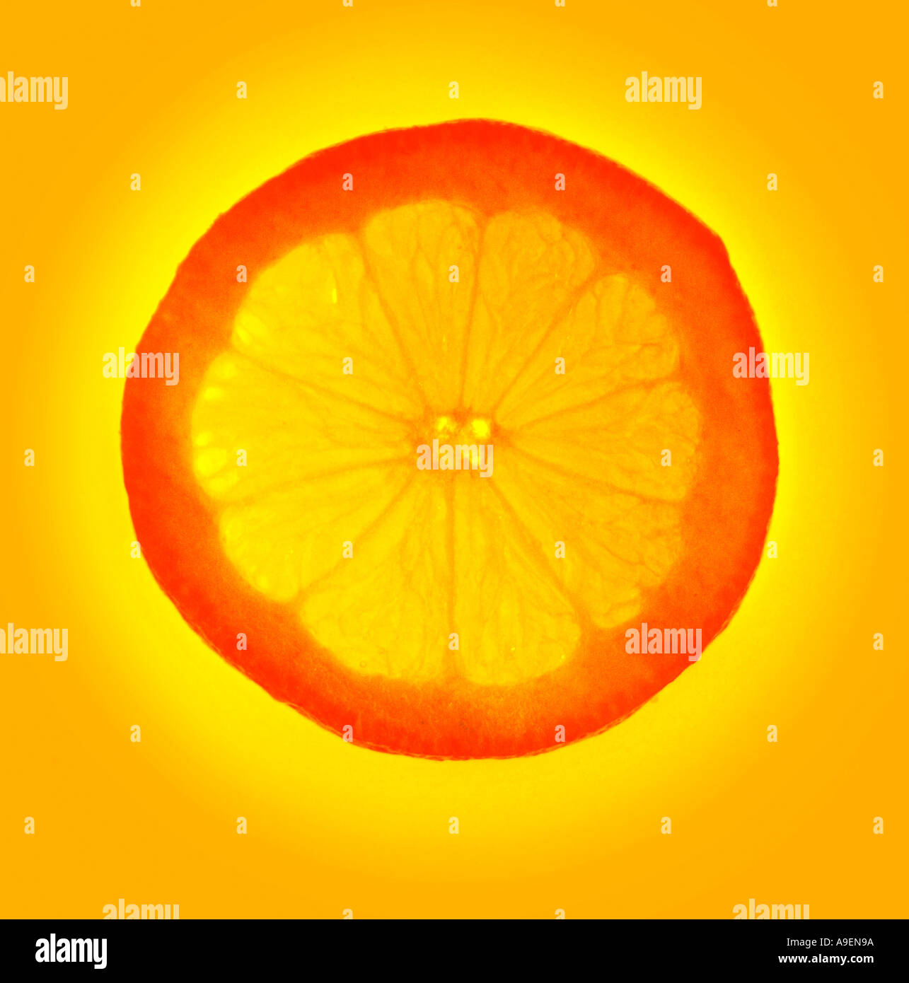 COMMON NAME Orange LATIN NAME Citrus sinensis Stock Photo Alamy