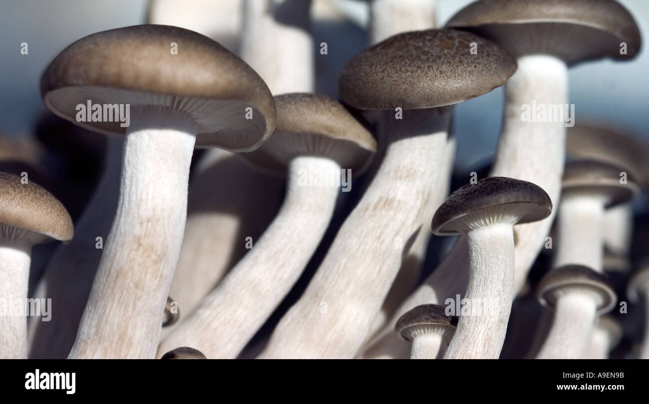 COMMON NAME Mushrooms LATIN NAME Fungi Stock Photo Alamy