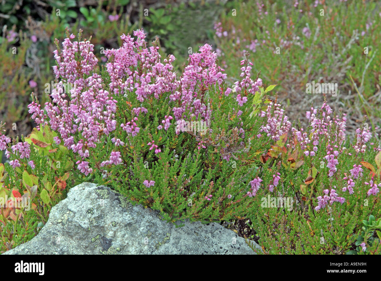 Pink ling hi-res stock photography and images - Alamy