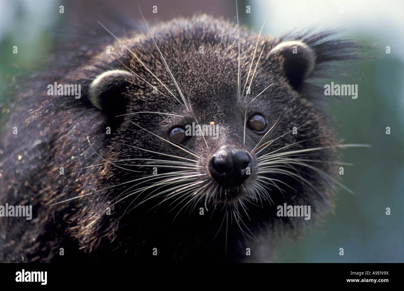 Malay Civet High Resolution Stock Photography And Images Alamy