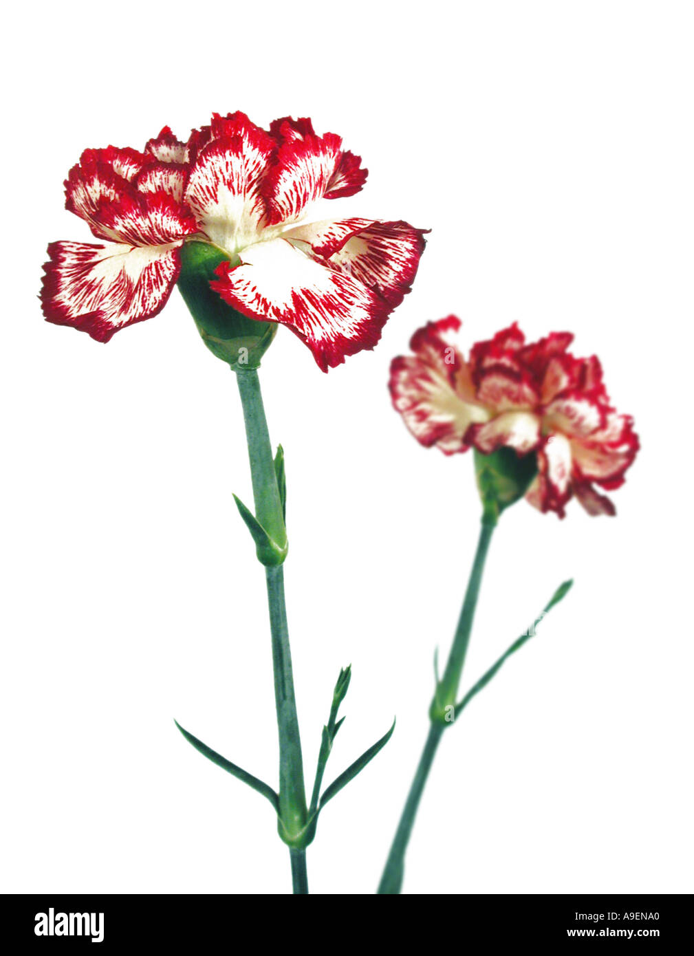 COMMON NAME Carnation LATIN NAME Dianthus Stock Photo