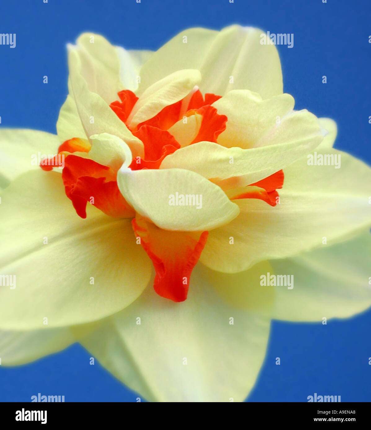 COMMON NAME Daffodil LATIN NAME Narcissus Stock Photo Alamy