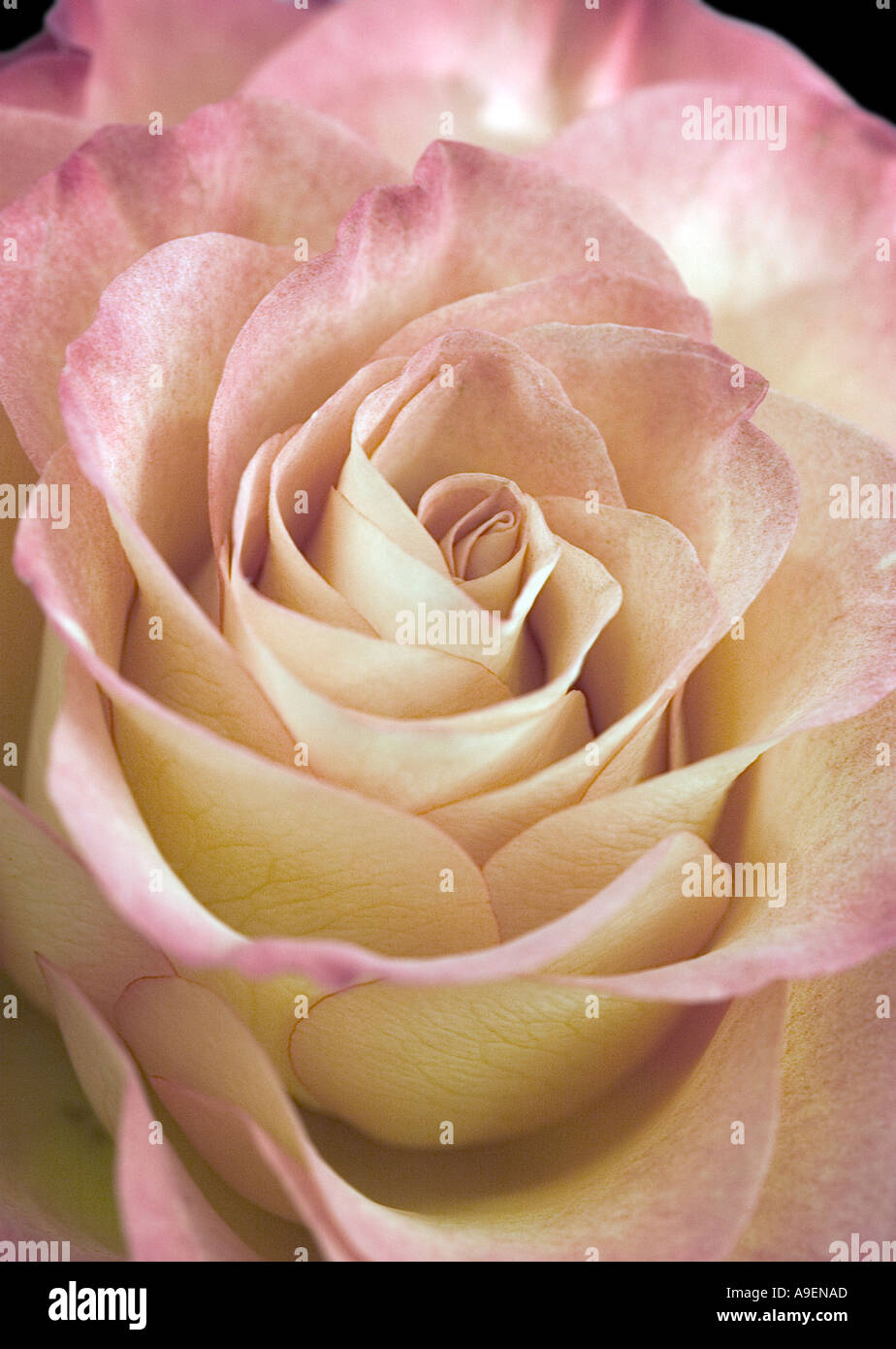 COMMON NAME Rose LATIN NAME Rosa Stock Photo Alamy