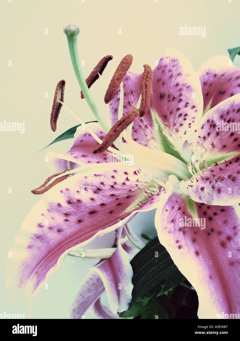 COMMON NAME Lily LATIN NAME Lilium Stock Photo Alamy