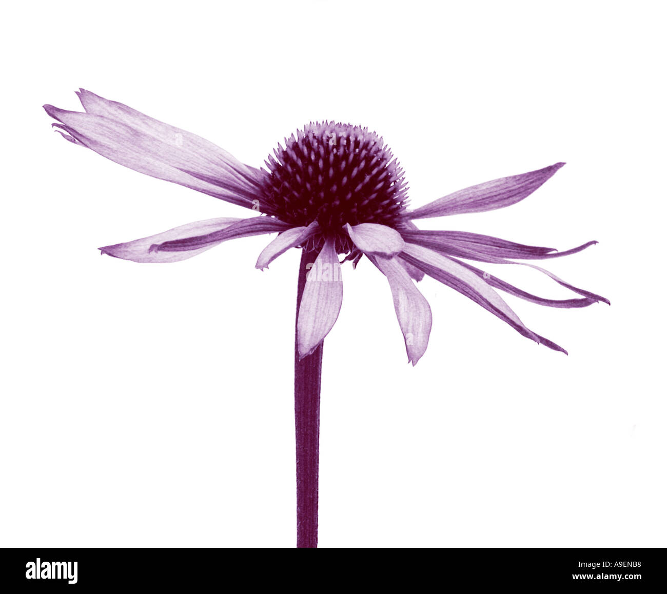 COMMON NAME Echinacea Coneflower LATIN NAME Echinacea purperea Stock