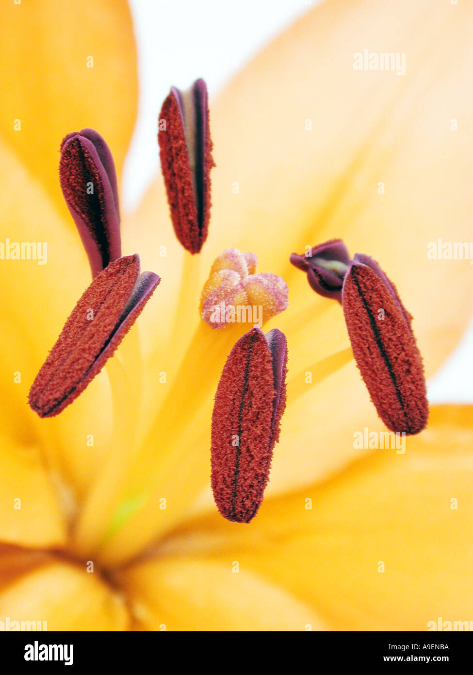 COMMON NAME Lily LATIN NAME Lilium Stock Photo Alamy