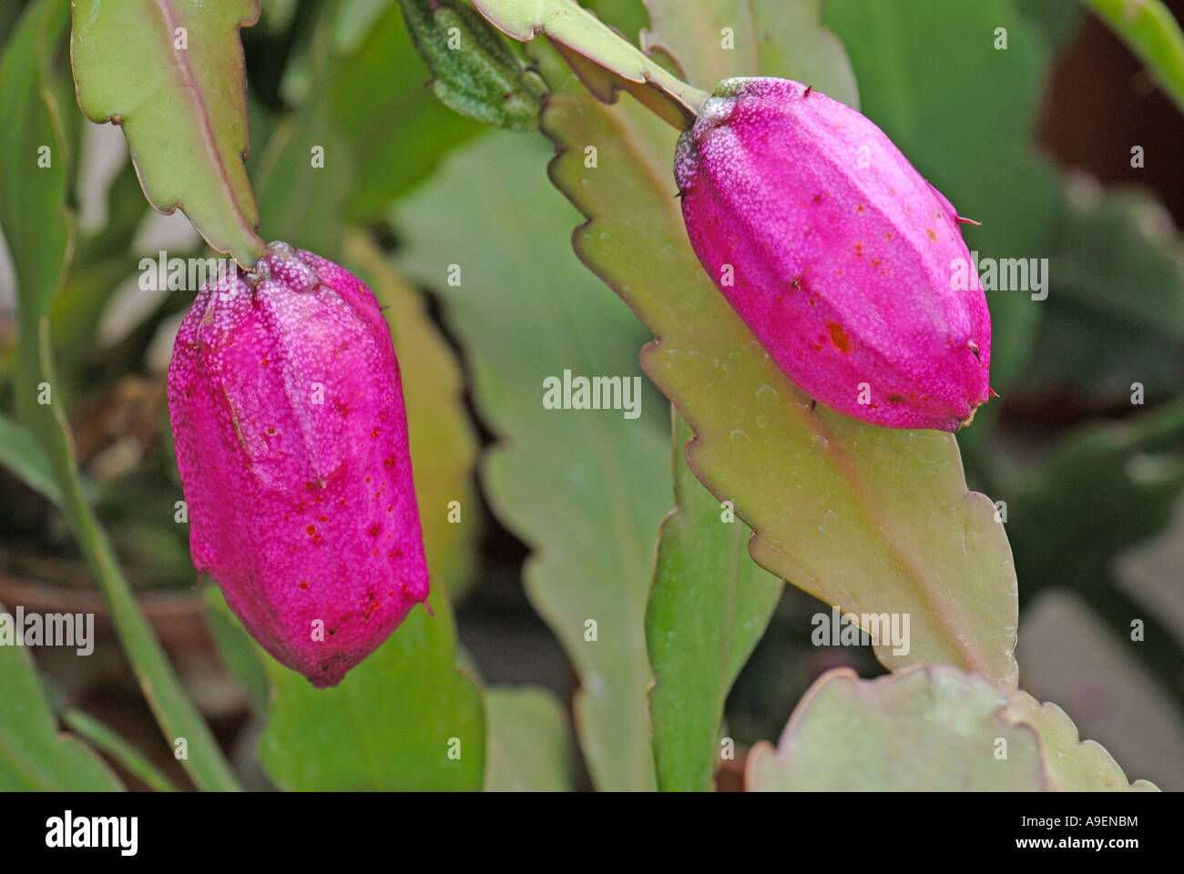 Pond Lily Cactus (Disocactus phyllanthoides), fruit Stock Photo