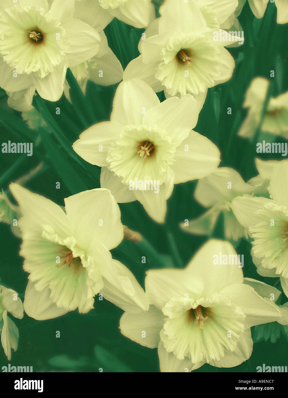 COMMON NAME Daffodil LATIN NAME Narcissus Stock Photo Alamy