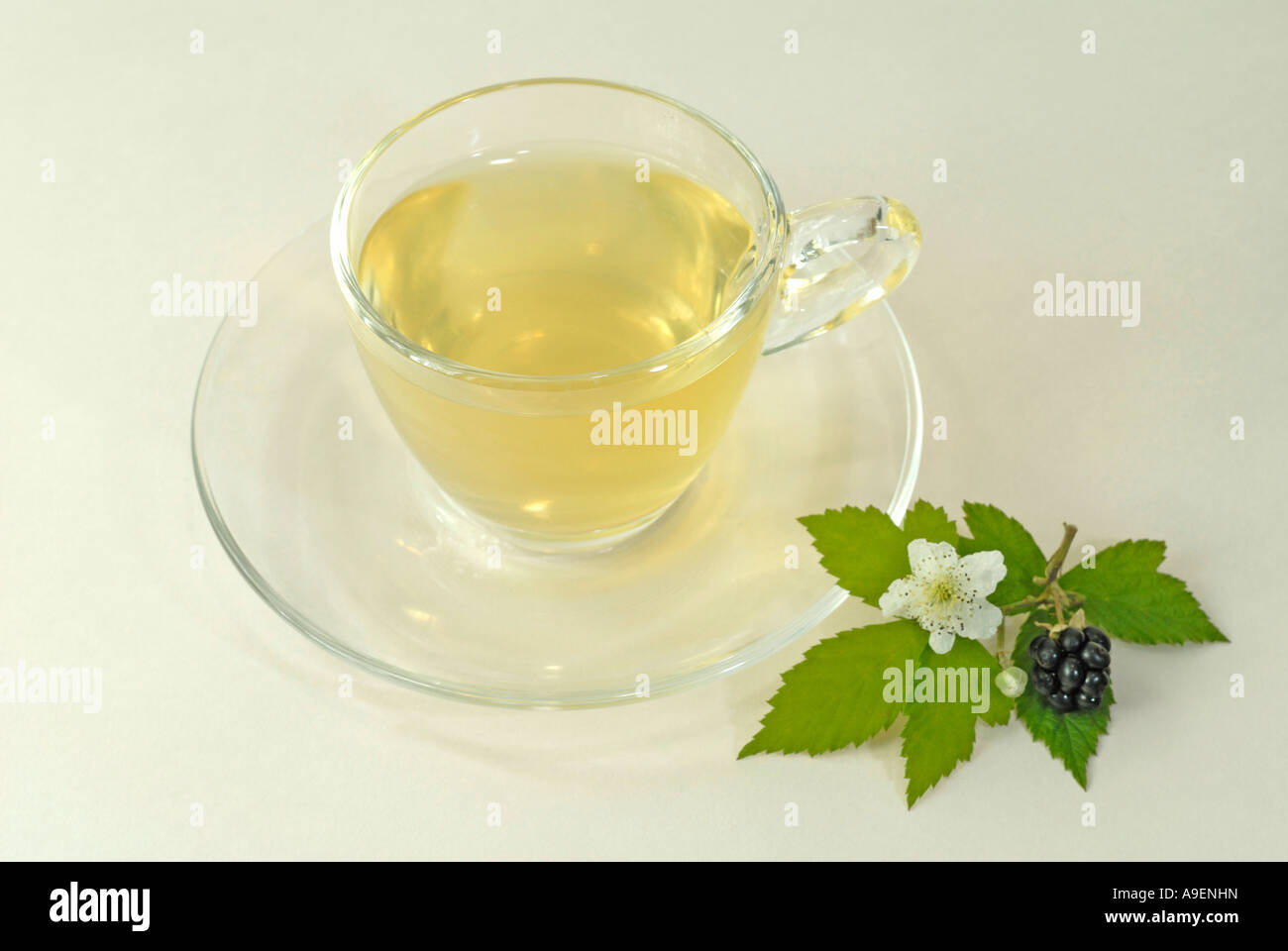 Rubus Tea Bramble (Rubus fruticosus). A cup of tea with flower leaf and bramble ...