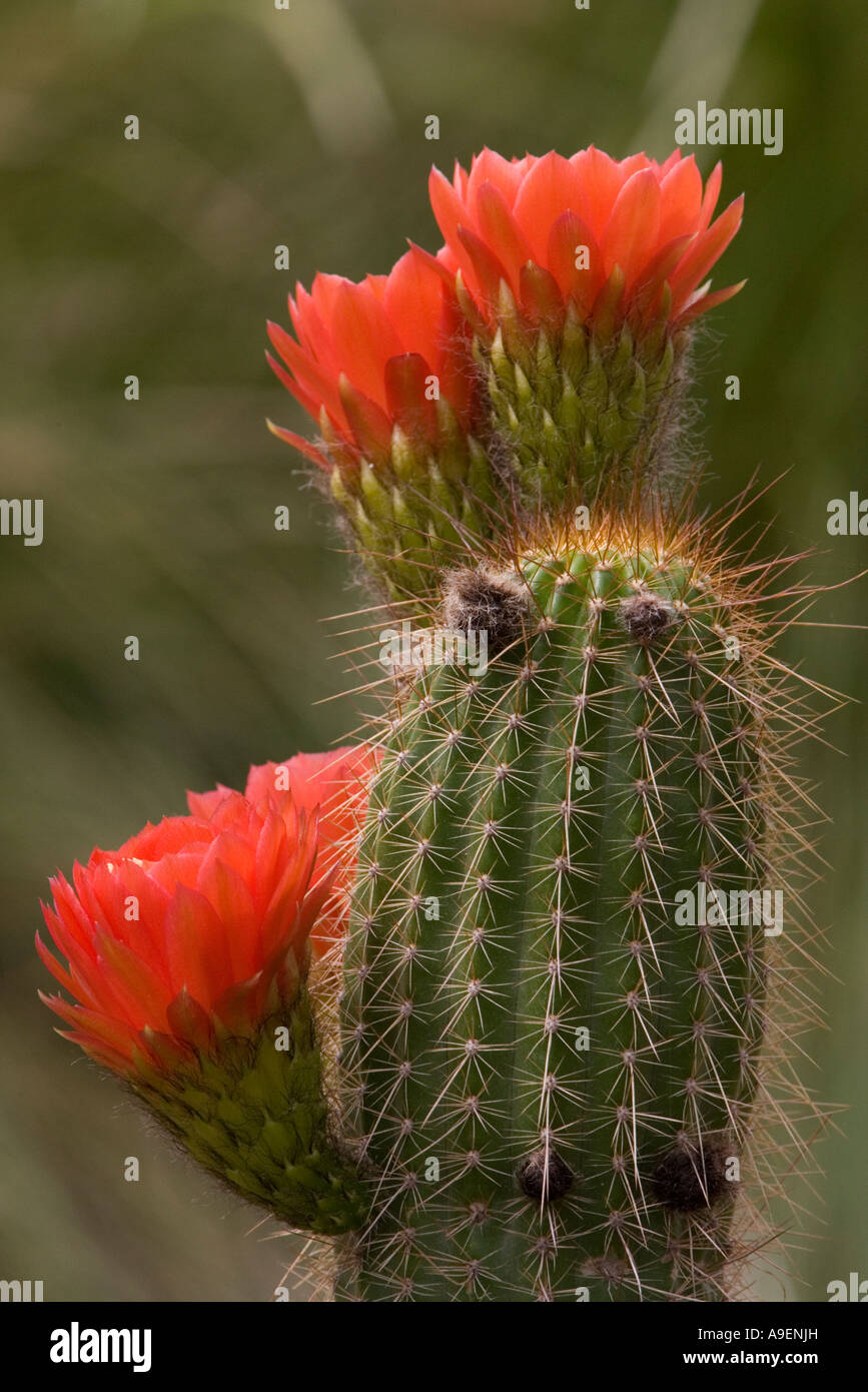 Barrel Cactus Red Flowers Stock Photo - Alamy