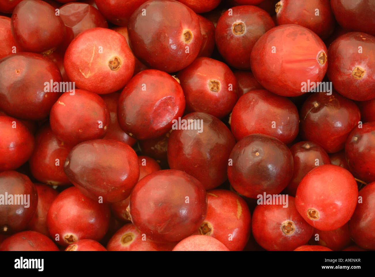 American Cranberry (Vaccinium macrocarpon, Oxycoccus macrocarpus), berries seen from above Stock Photo
