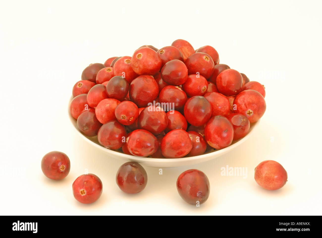American Cranberry (Vaccinium macrocarpon, Oxycoccus macrocarpus), berries in a bowl studio picture Stock Photo