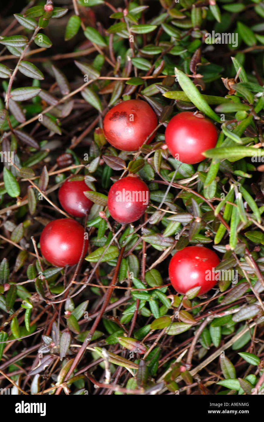 American Cranberry (Vaccinium macrocarpon, Oxycoccus macrocarpus), berries on the plant Stock Photo