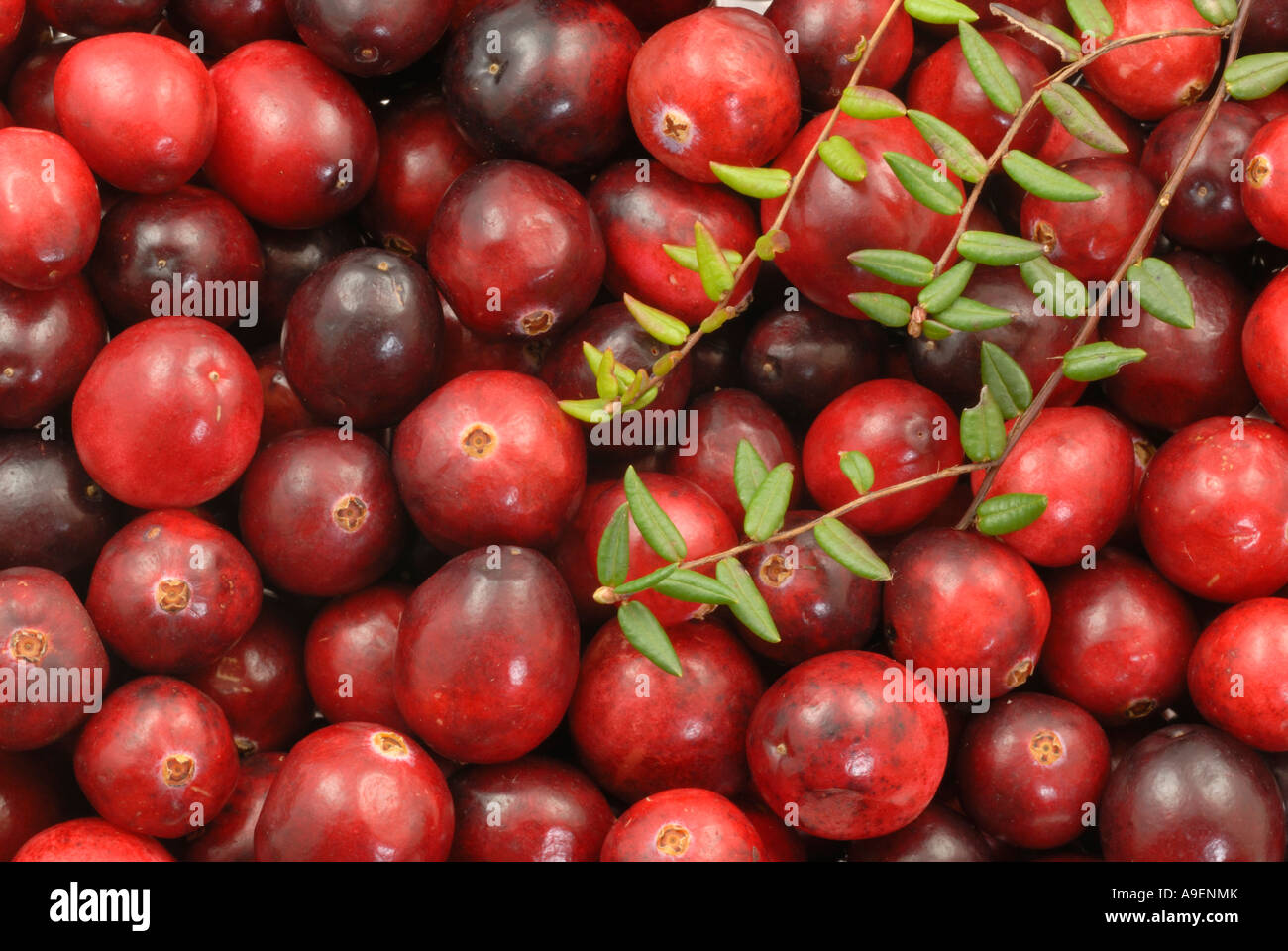 American Cranberry (Vaccinium macrocarpon, Oxycoccus macrocarpus), berries and twigs seen from above Stock Photo