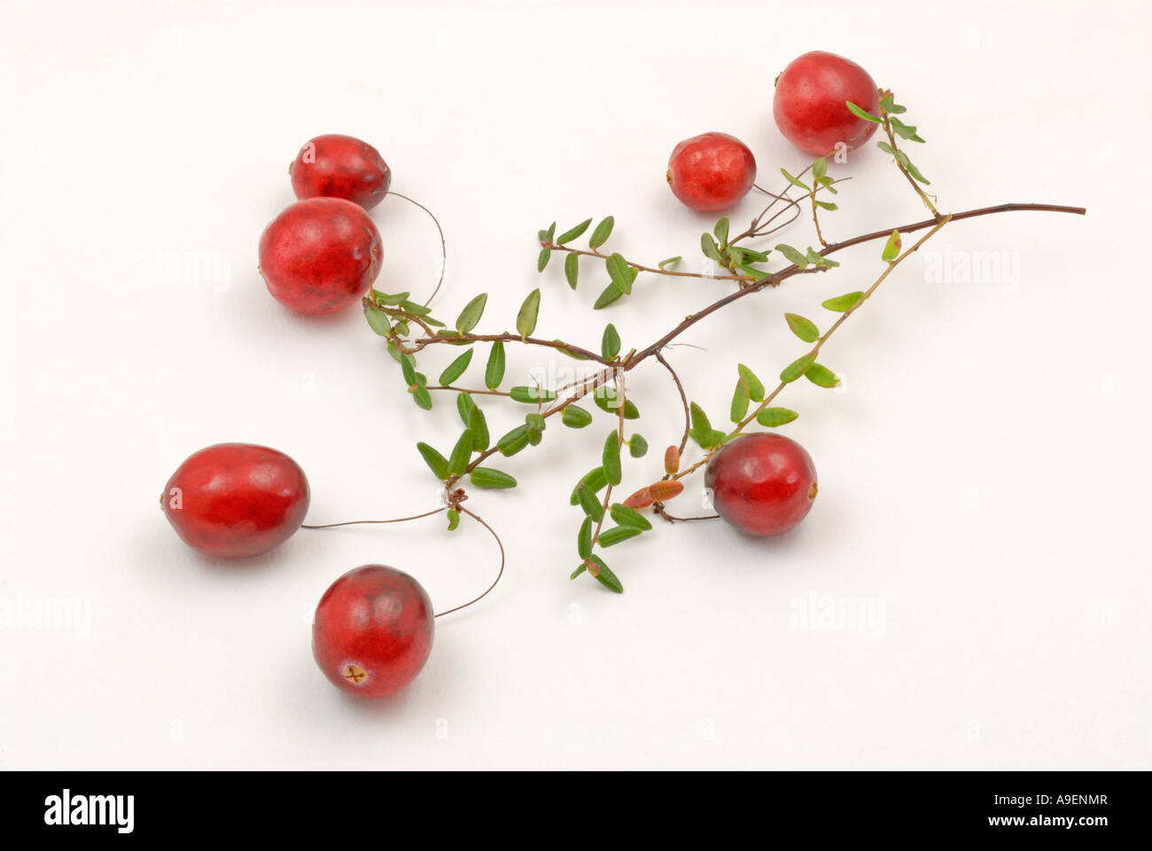 American Cranberry (Vaccinium macrocarpon, Oxycoccus macrocarpus), twig with berries studio picture Stock Photo