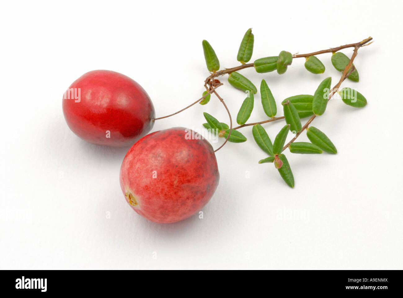 American Cranberry (Vaccinium macrocarpon, Oxycoccus macrocarpus), twig with berries studio picture Stock Photo
