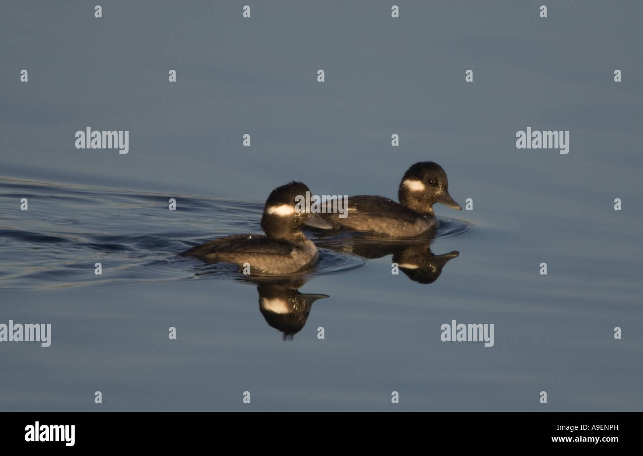 Two Bufflehead Females Stock Photo