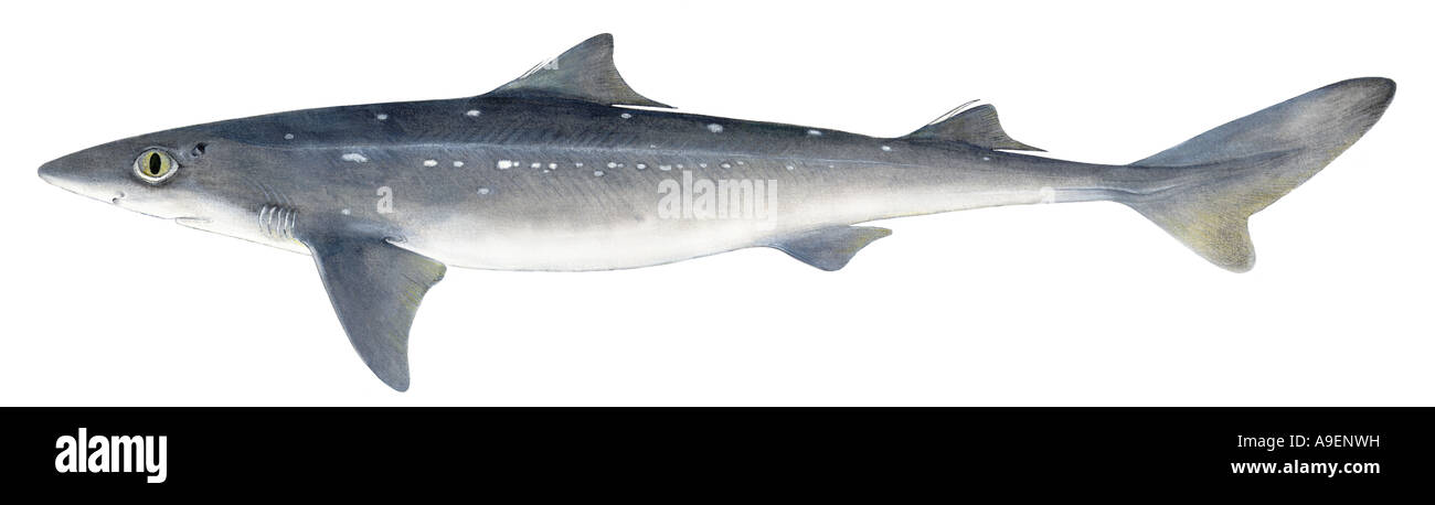 Spiny Dogfish, Piked Dogfish (Squalus acanthias), drawing Stock Photo