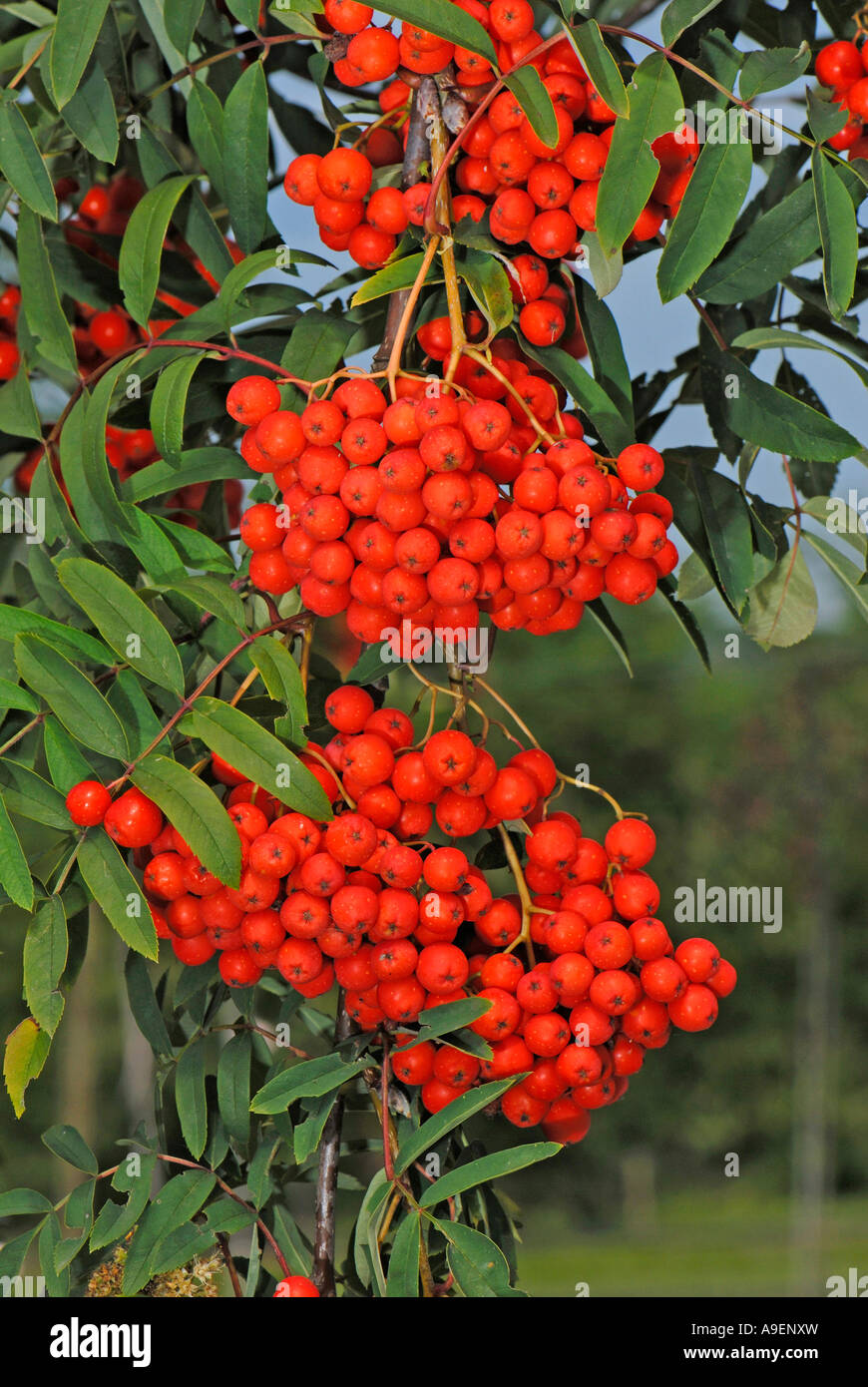 European Mountain Ash, Rowan (Sorbus aucuparia var. moravica), variety: Konzentra, twig with leaves, flowers and ripe berries Stock Photo