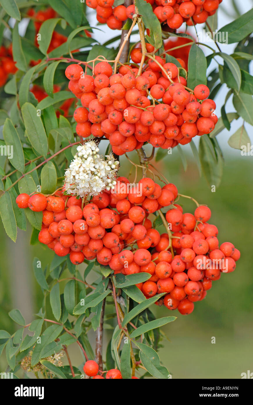 European Mountain Ash, Rowan (Sorbus aucuparia var. moravica), variety: Konzentra, twig with leaves, flowers and ripe berries Stock Photo