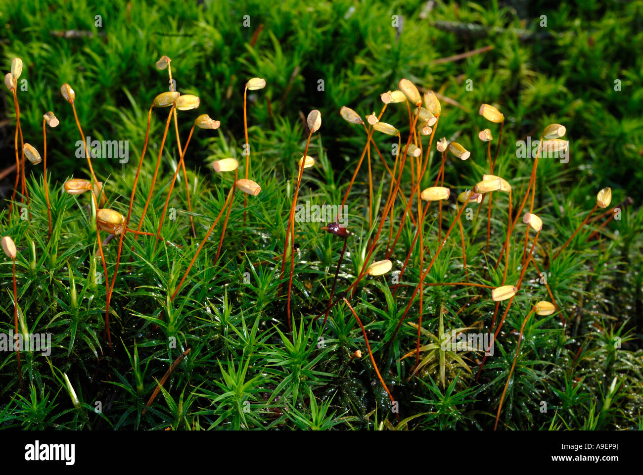 Common Haircap Moss, Common Hair Moss (Polytrichum commune) with sporangia Stock Photo