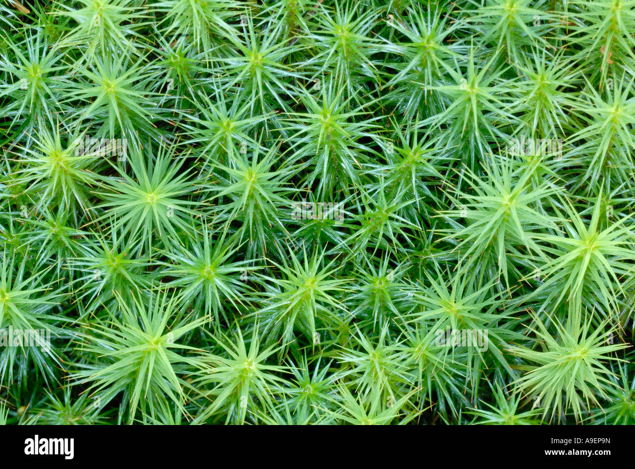 Common Haircap Moss, Common Hair Moss (Polytrichum commune) seen from above Stock Photo