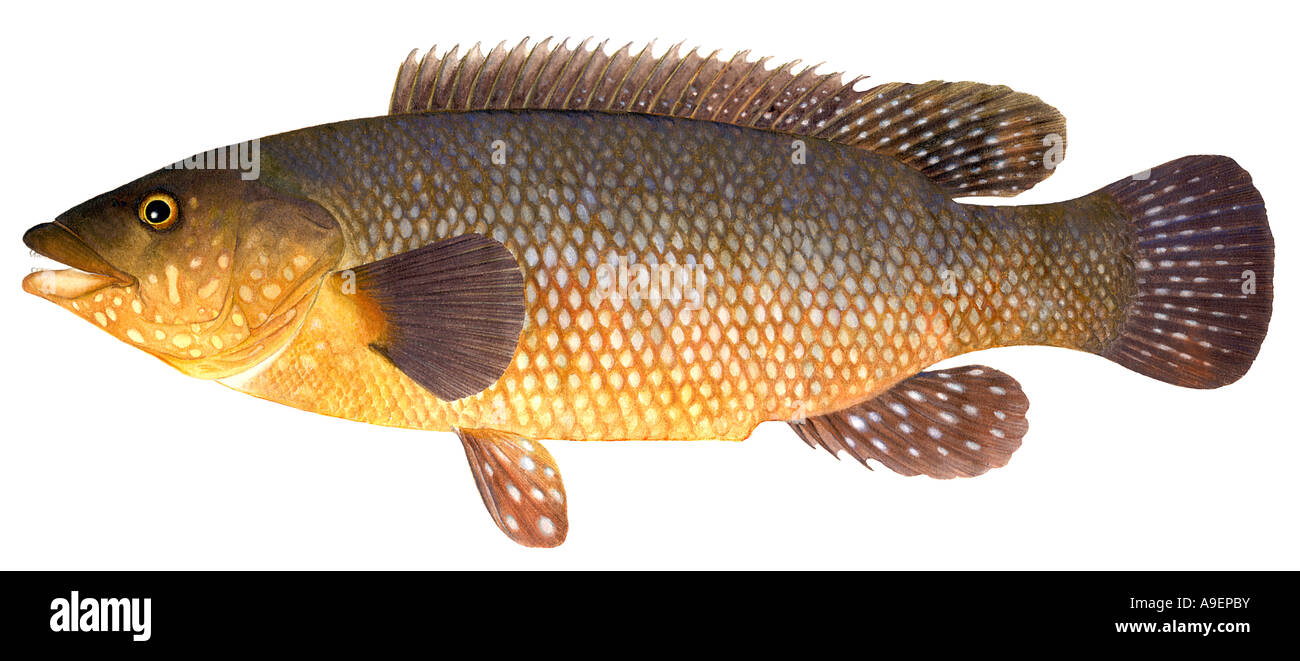Ballan Wrasse (Labrus bergylta) male, drawing Stock Photo - Alamy