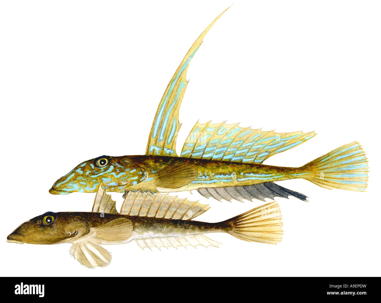 Common (Callionymus lyra), male above female below, drawing