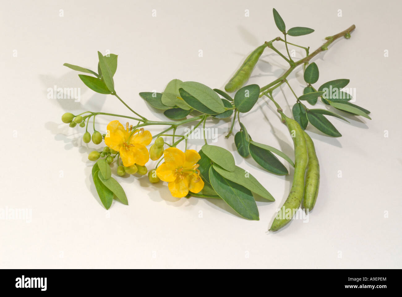 Argentina Senna (Senna corymbosa, Cassia corymbosa), twig with flowers and fruit studio picture Stock Photo