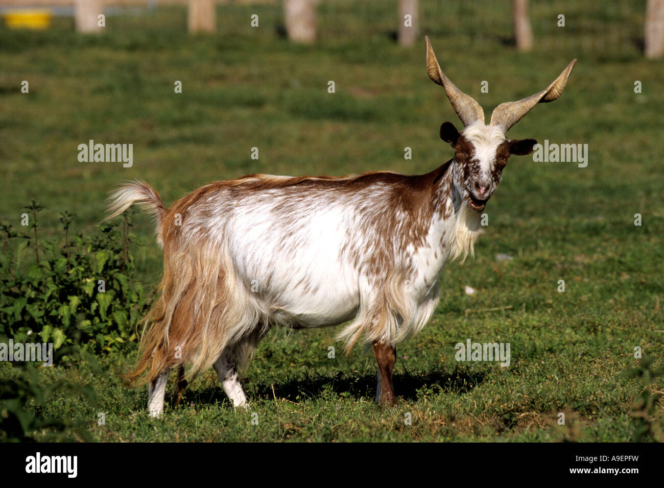 Domestic Goat (Capra hircus), breed: Girgentana,billy Stock Photo