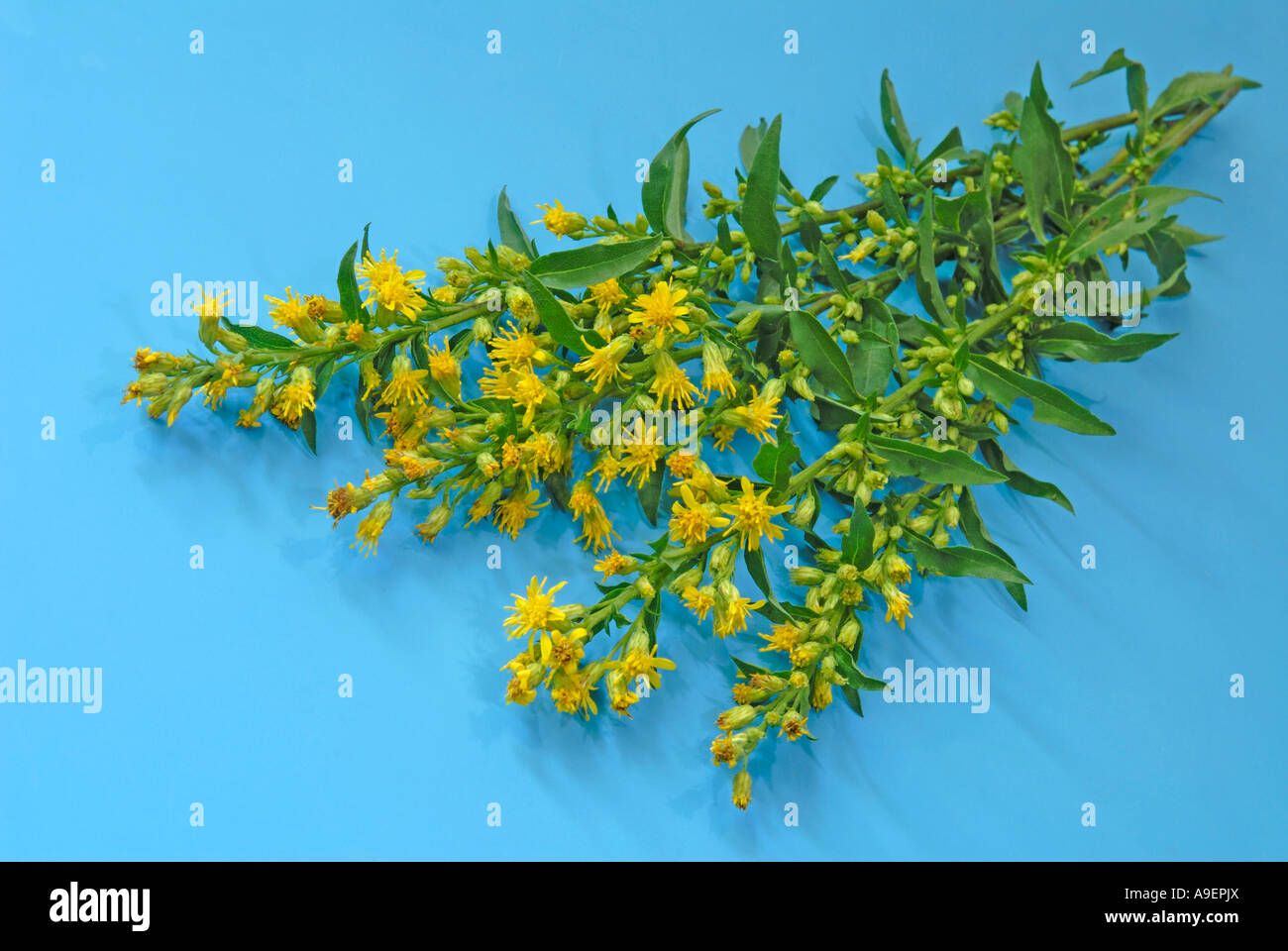 European Goldenrod (Solidago virgaurea), flowering stems, studio picture Stock Photo