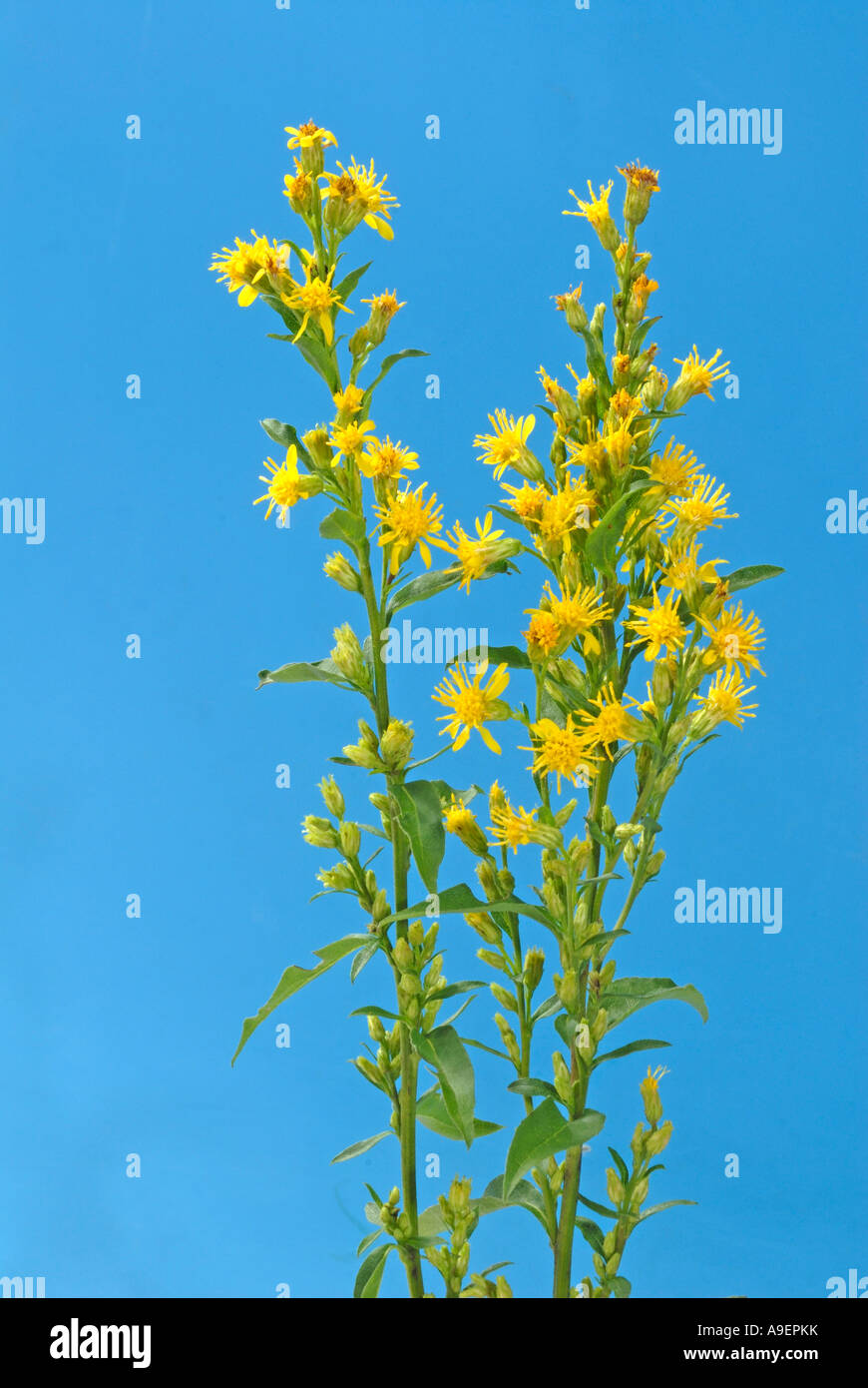 European Goldenrod (Solidago virgaurea), flowering stems, studio picture Stock Photo