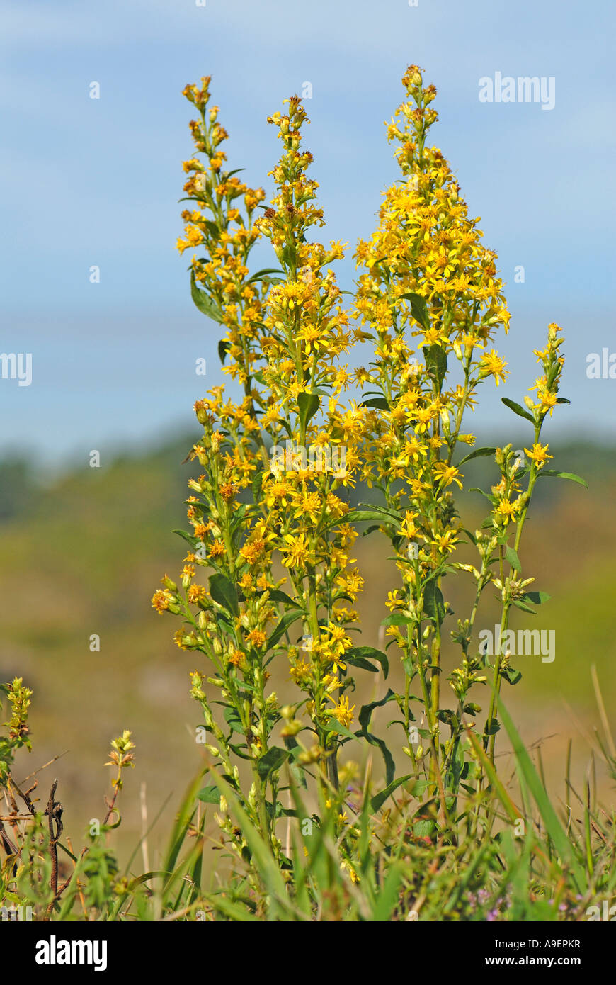 European Goldenrod (Solidago virgaurea), flowering stems Stock Photo